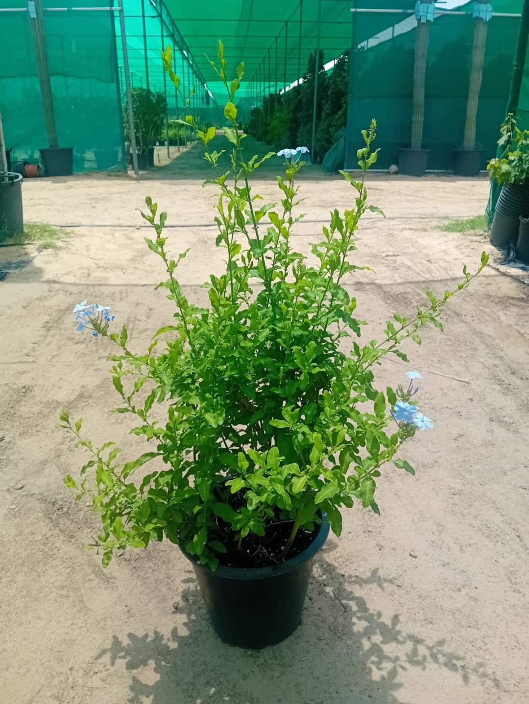 Plumbago Blue 60 - 70cm Ht - Acacia Garden Center