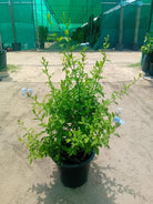 Plumbago Blue 60 - 70cm Ht - Acacia Garden Center