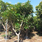 Plumeria Obtusa (Frangipani) - Acacia Garden Center