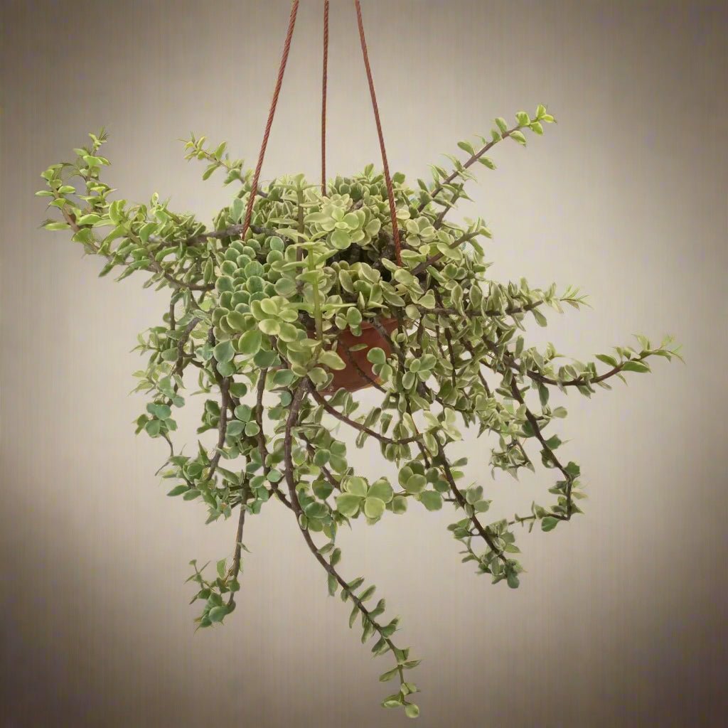 Portulacaria Afra Variegated (Elephant Bush | Spekboom) - Acacia Garden Center