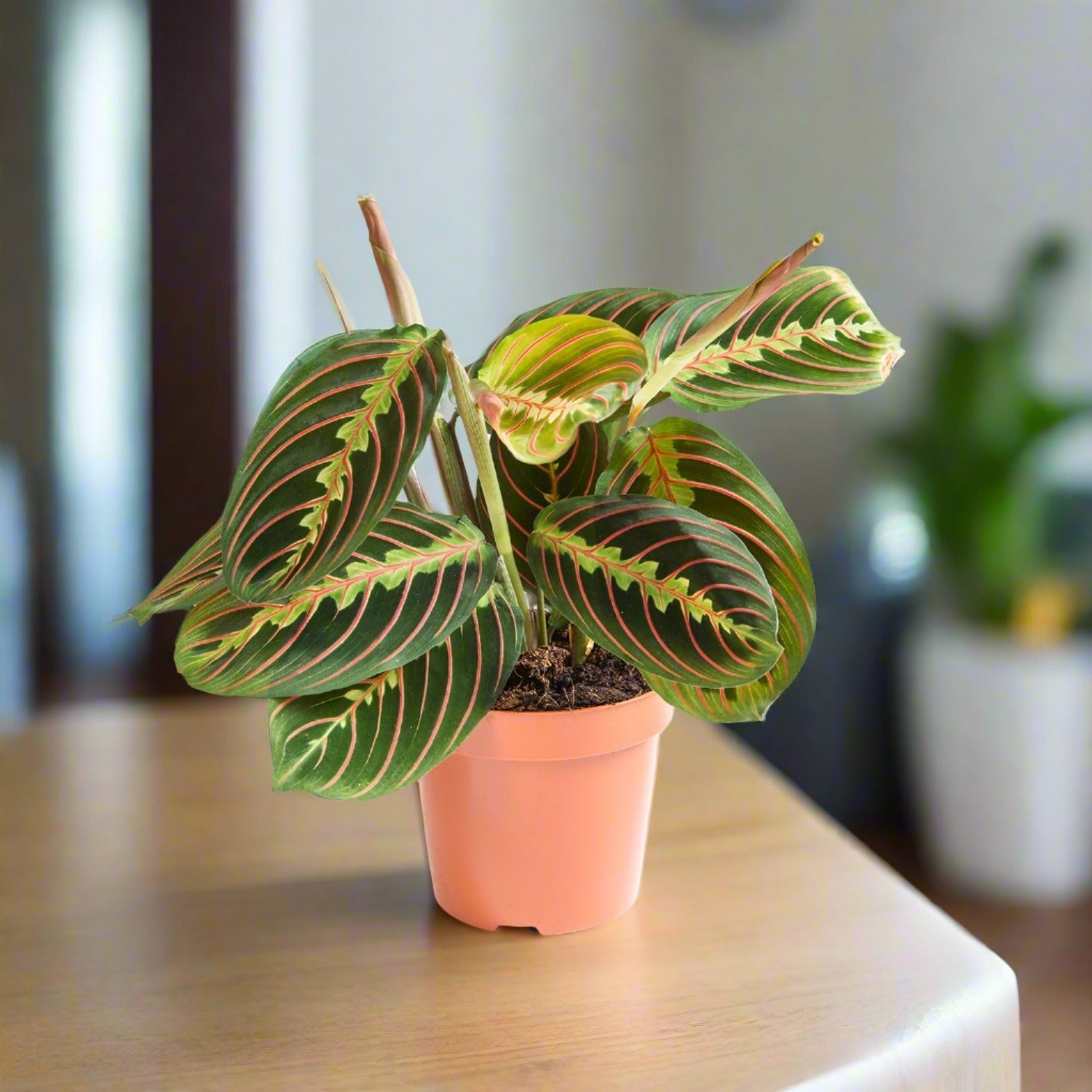 Prayer Plant (Maranta leuconeura) | Compact, 10–20 cm - Acacia Garden Center