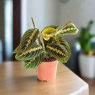 Prayer Plant (Maranta leuconeura) | Compact, 10–20 cm - Acacia Garden Center