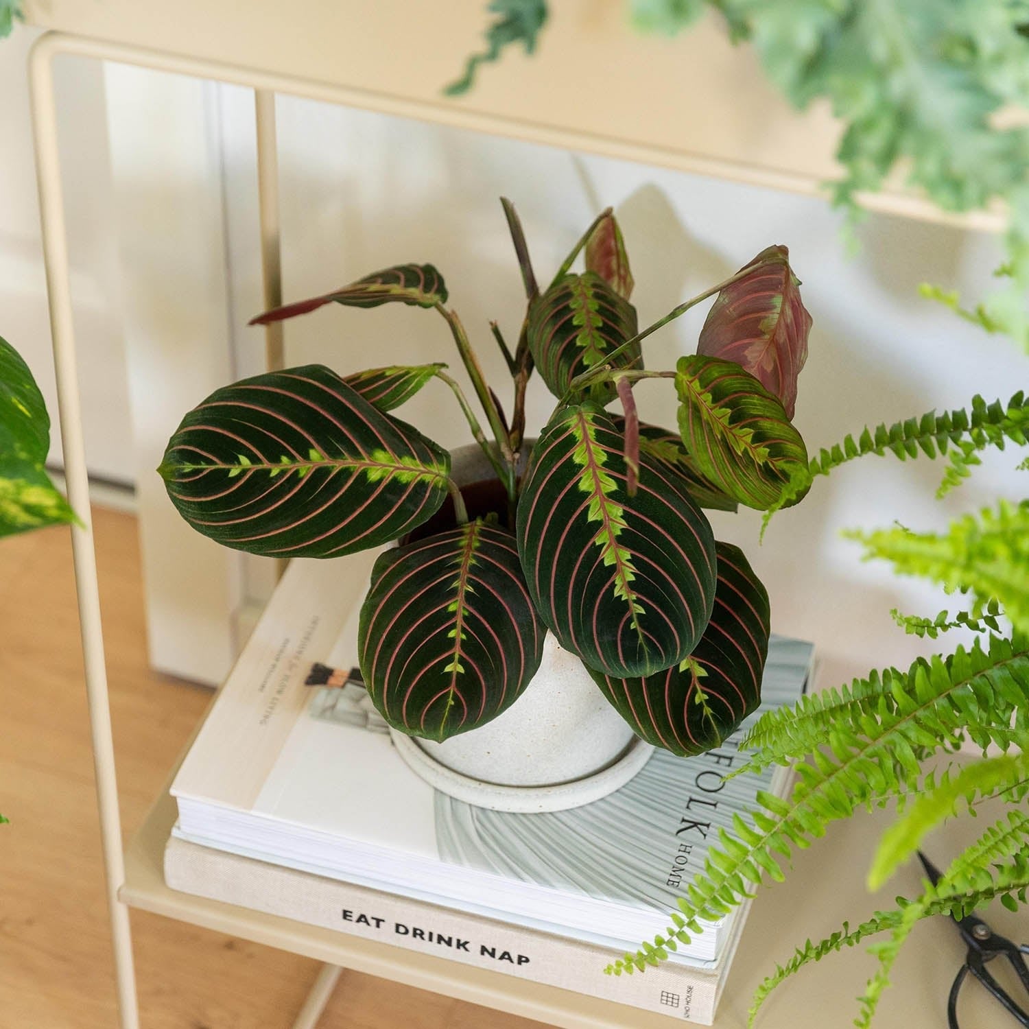 Prayer Plant (Maranta leuconeura) | Compact, 10–20 cm - Acacia Garden Center