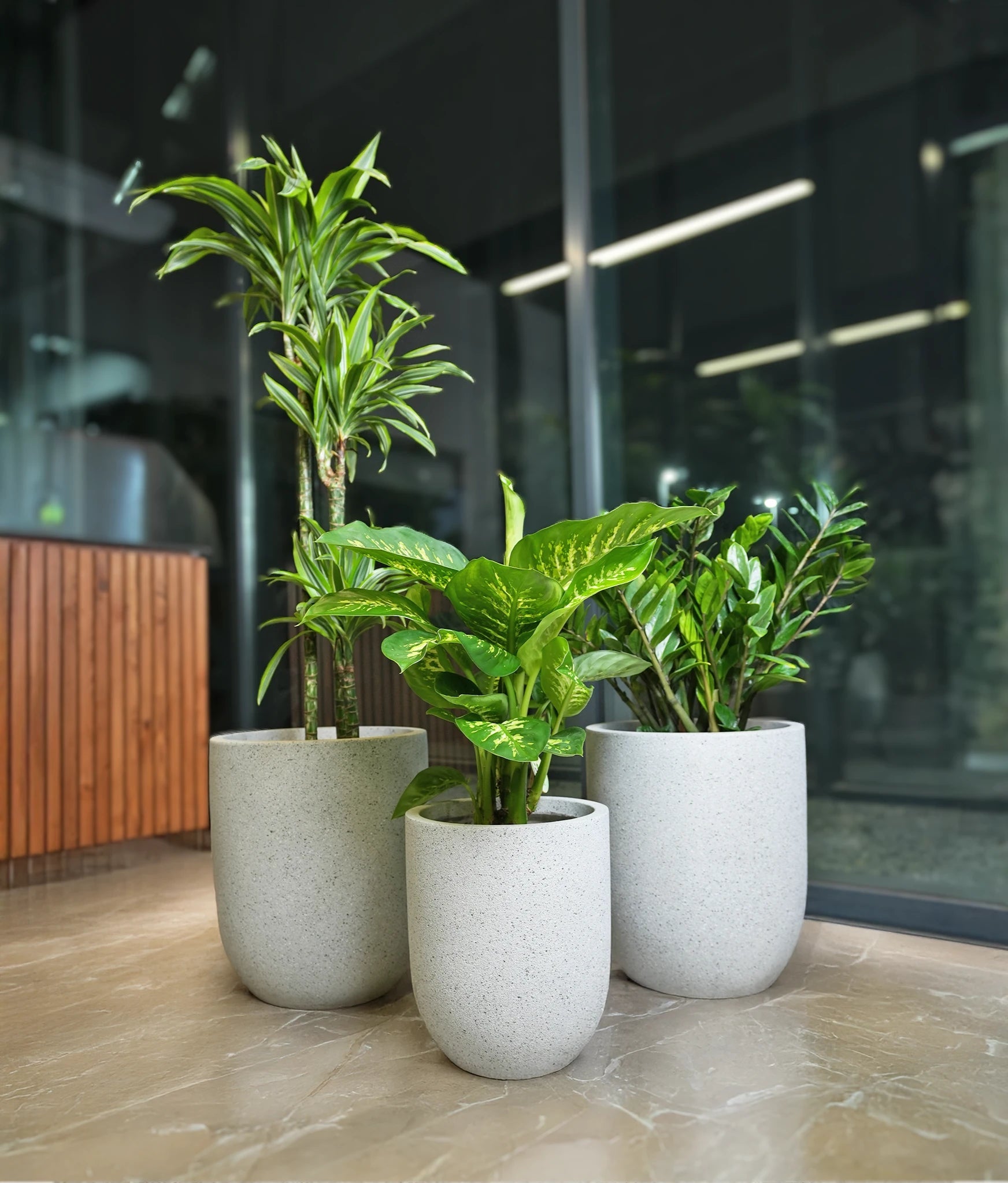 Premium Indoor Plant Bundle - Acacia Garden Center