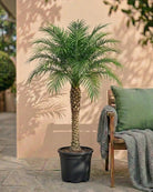 Pygmy Date Palm (Phoenix roebelenii) | Single Trunk, 90–100 cm - Acacia Garden Center