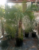 Pygmy Date Palm (Phoenix roebelenii) | Single Trunk, 90–100 cm - Acacia Garden Center