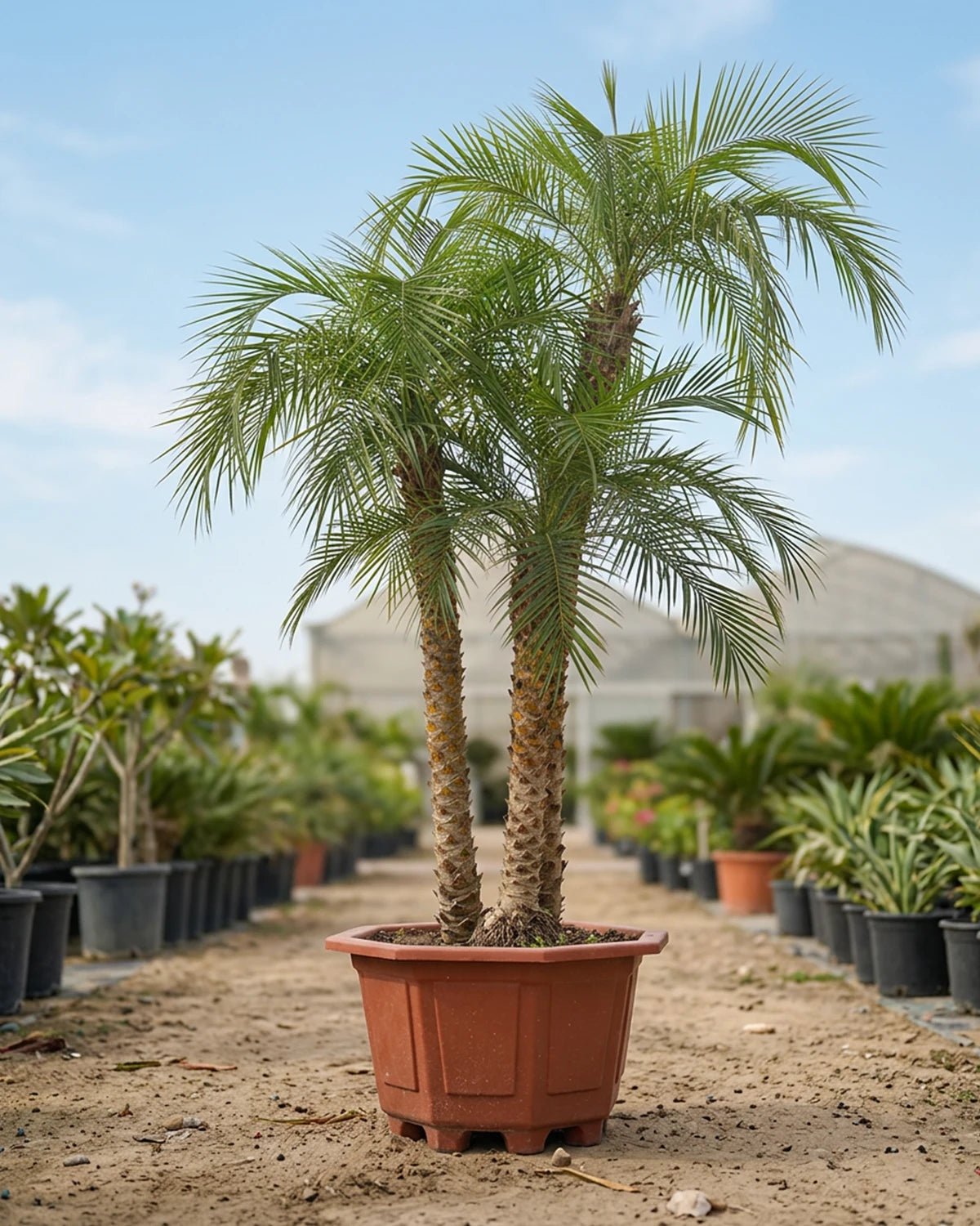 Pygmy Date Palm (Phoenix roebelenii) | Triple Trunk, 1.5–2.0 m - Acacia Garden Center