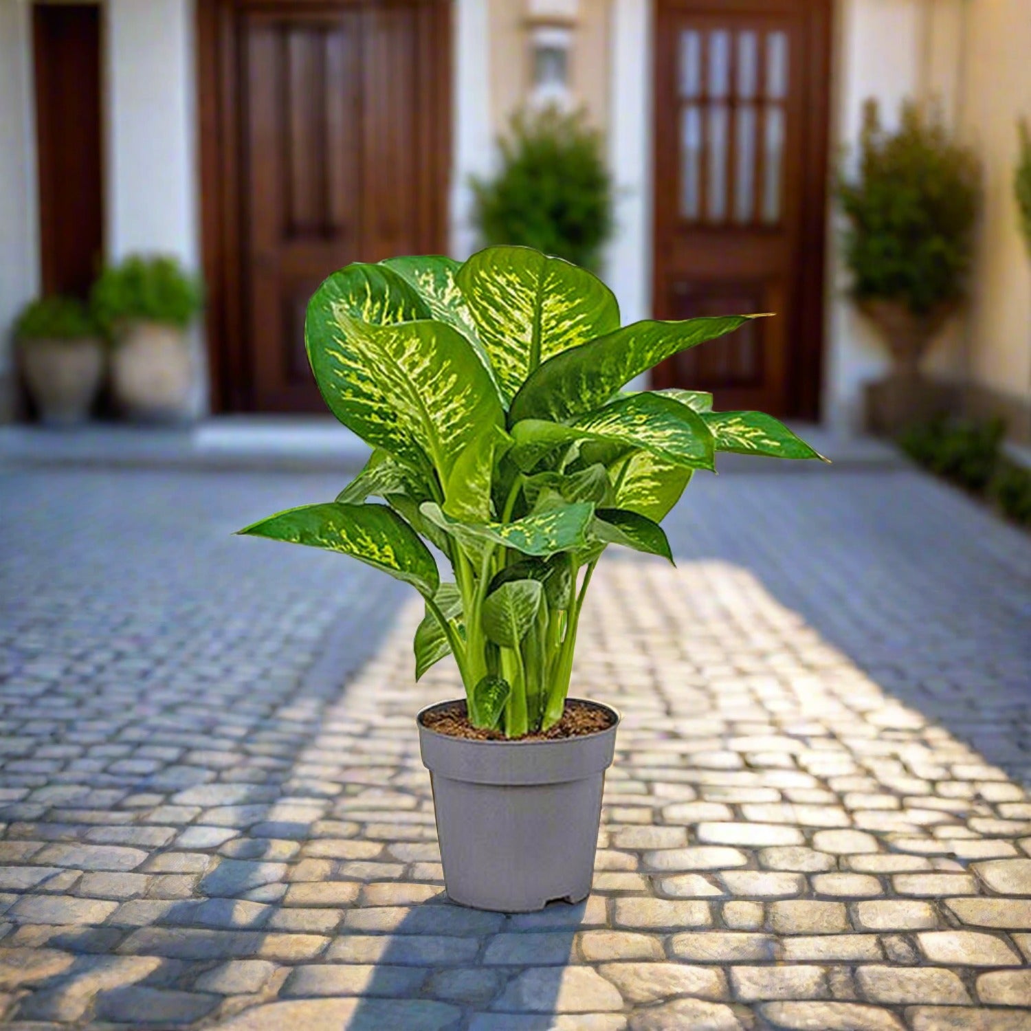 Dumb Canes (Dieffenbachia Maroba)