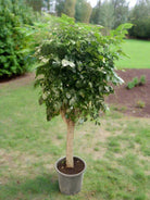 Radermacher (China Doll) Sinica | 1.0 - 1.5m - Acacia Garden Center