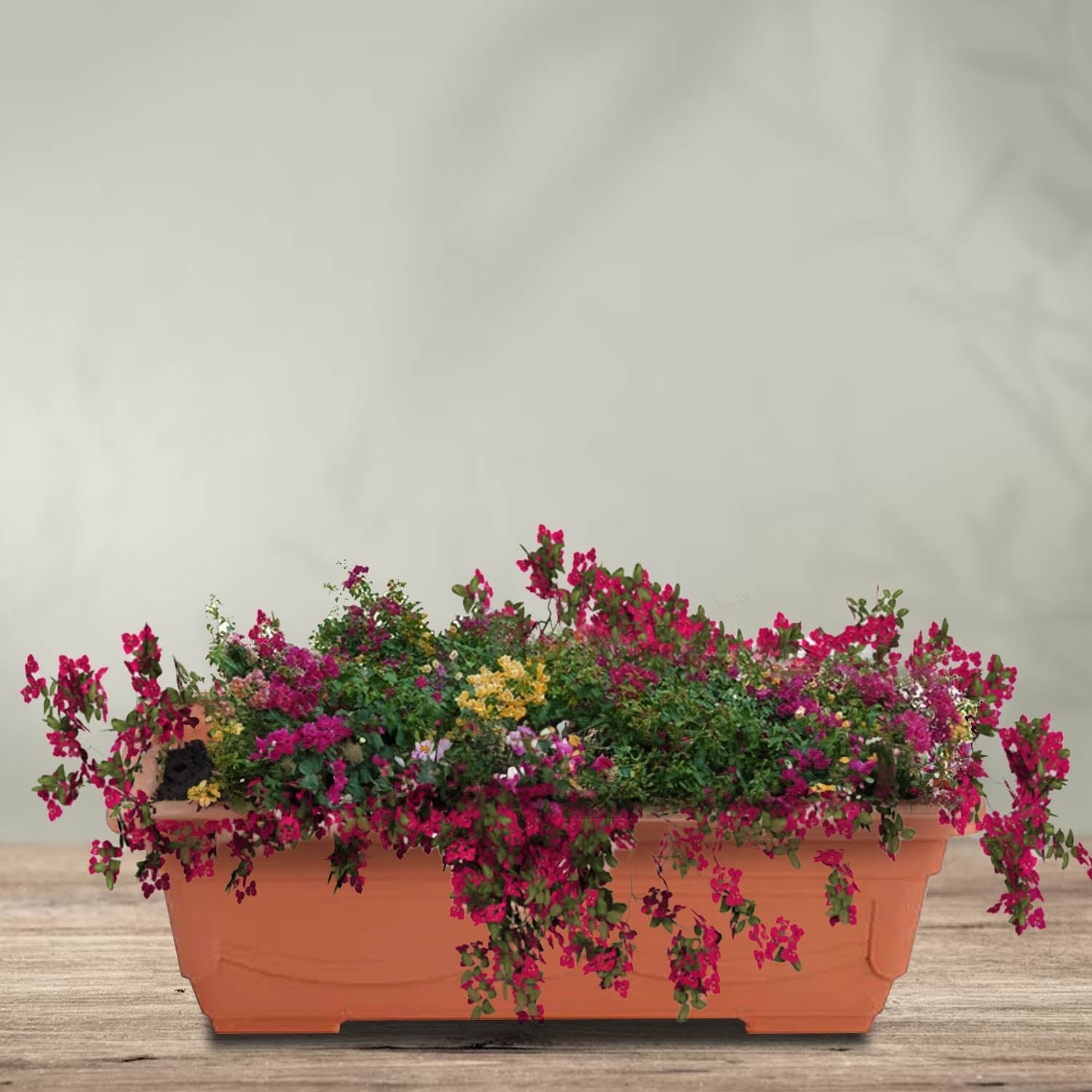 Rectangle Flowerpot with Plate | Terracotta Plastic, 44.5–70 cm long - Acacia Garden Center