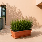 Rectangle Flowerpot with Plate | Terracotta Plastic, 44.5–70 cm long - Acacia Garden Center