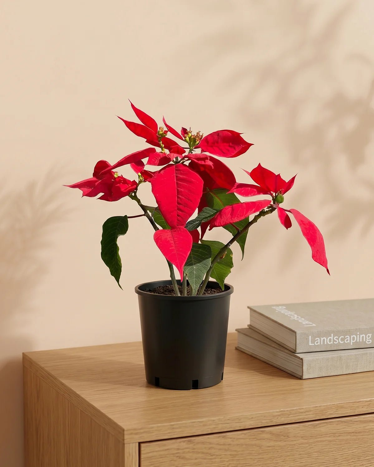Red Poinsettia (Euphorbia pulcherrima) | Seasonal Indoor Plant - Acacia Garden Center
