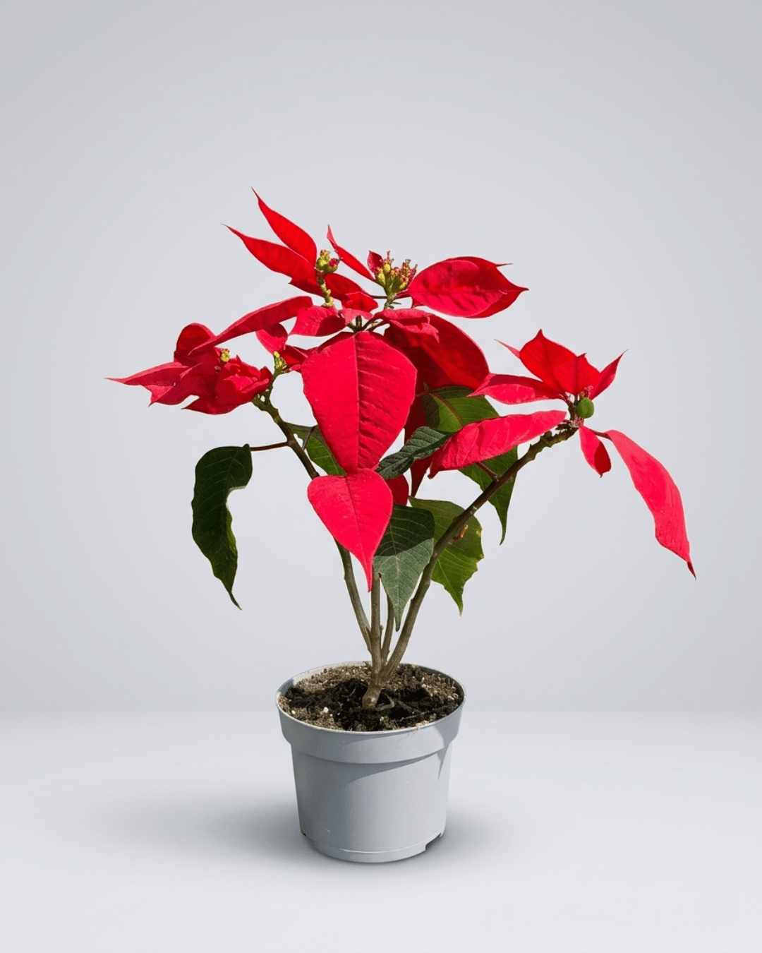 Red Poinsettia (Euphorbia pulcherrima) | Seasonal Indoor Plant - Acacia Garden Center
