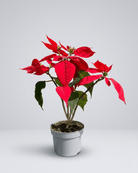 Red Poinsettia (Euphorbia pulcherrima) | Seasonal Indoor Plant - Acacia Garden Center