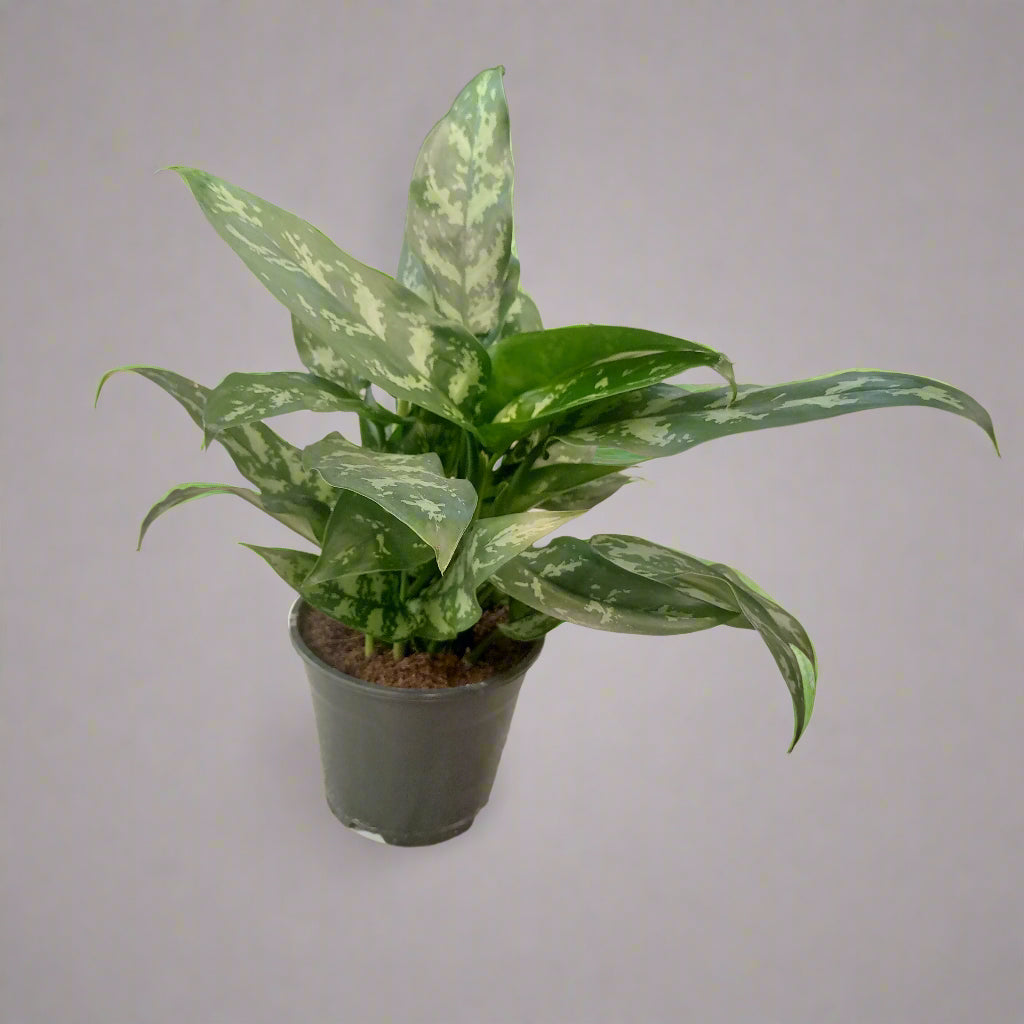 Aglaonema Maria (Chinese Evergreen) | 20 - 25 cm