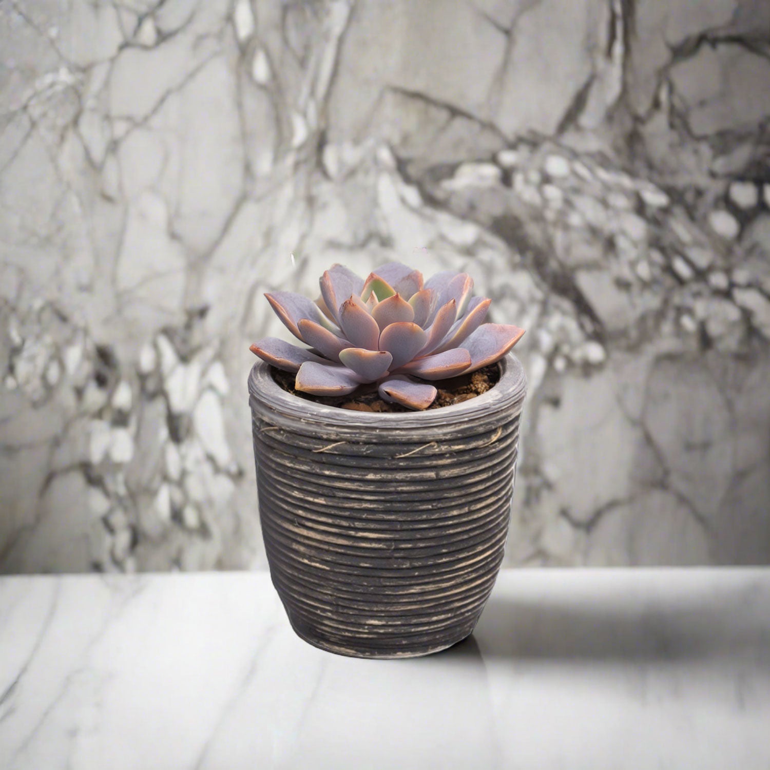 Round Balloon Pot (302196) | Black Wash, D13 × 11 cm - Acacia Garden Center