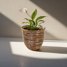 Round Balloon Pot (304566) | Bronze, D20 × 19 cm - Acacia Garden Center