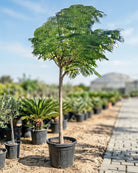 Royal Poinciana (Delonix regia) | 4.0–4.5 m, 20–25 cm Girth - Acacia Garden Center
