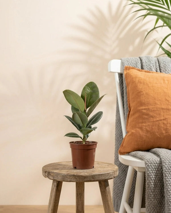 Rubber Plant – Assorted (Ficus elastica) | 20–80 cm - Acacia Garden Center