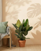 Rubber Plant – Assorted (Ficus elastica) | 20–80 cm - Acacia Garden Center