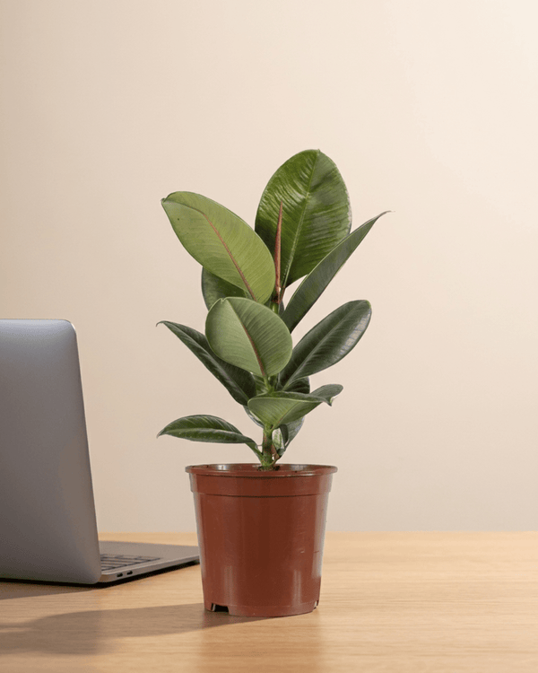 Rubber Plant – Assorted (Ficus elastica) | 20–80 cm - Acacia Garden Center