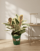 Rubber Plant – Assorted (Ficus elastica) | 20–80 cm - Acacia Garden Center