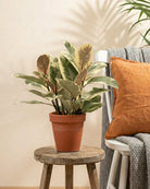 Rubber Plant – Assorted (Ficus elastica) | 20–80 cm - Acacia Garden Center