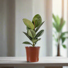 Rubber Plant (Ficus elastica) - Acacia Garden Center