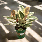Rubber Plant (Ficus elastica) - Acacia Garden Center