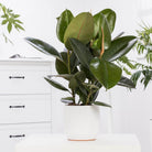 Rubber Plant (Ficus elastica) - Acacia Garden Center