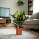 Rubber Plant (Ficus elastica) - Acacia Garden Center