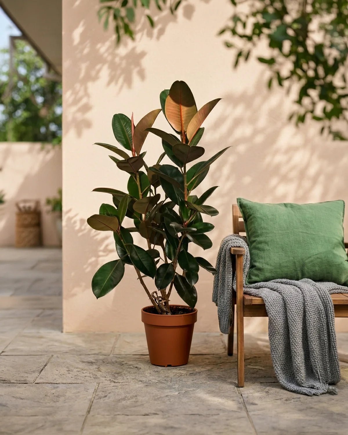 Rubber Plant (Ficus elastica) | Floor Plant, 80–100 cm - Acacia Garden Center