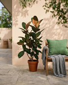 Rubber Plant (Ficus elastica) | Floor Plant, 80–100 cm - Acacia Garden Center