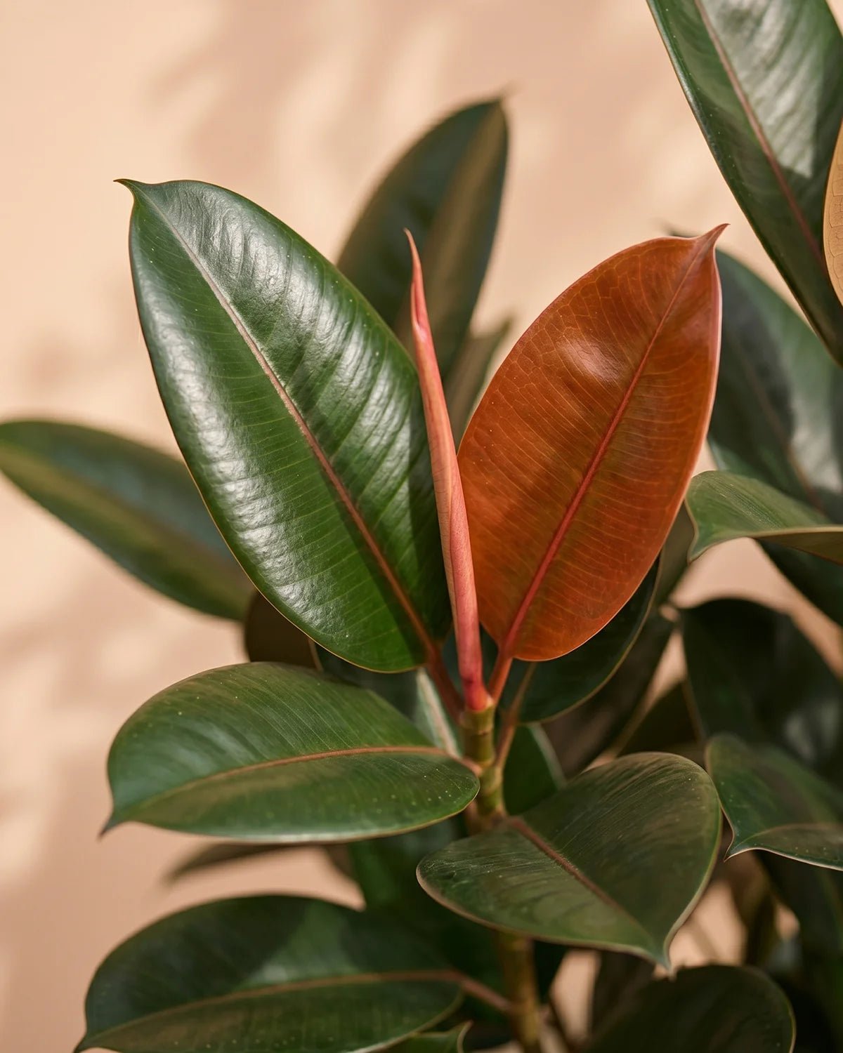Rubber Plant (Ficus elastica) | Floor Plant, 80–100 cm - Acacia Garden Center
