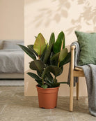 Rubber Plant (Ficus Elastica) | Potted, 70–80 cm - Acacia Garden Center