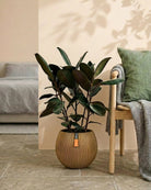 Rubber Plant (Ficus Elastica) | Potted, 70–80 cm - Acacia Garden Center