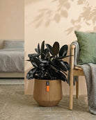 Rubber Plant (Ficus Elastica) | Potted, 70–80 cm - Acacia Garden Center
