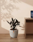 Rubber Plant (Ficus Elastica) | Potted, 70–80 cm - Acacia Garden Center