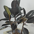 Rubber Plant (Ficus Elastica) | Potted, 70–80 cm - Acacia Garden Center