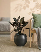 Rubber Plant (Ficus Elastica) | Potted, 70–80 cm - Acacia Garden Center
