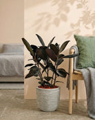 Rubber Plant (Ficus Elastica) | Potted, 70–80 cm - Acacia Garden Center