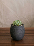 Ruvido Mini Balloon Planter | Sphere, 8 cm - Acacia Garden Center