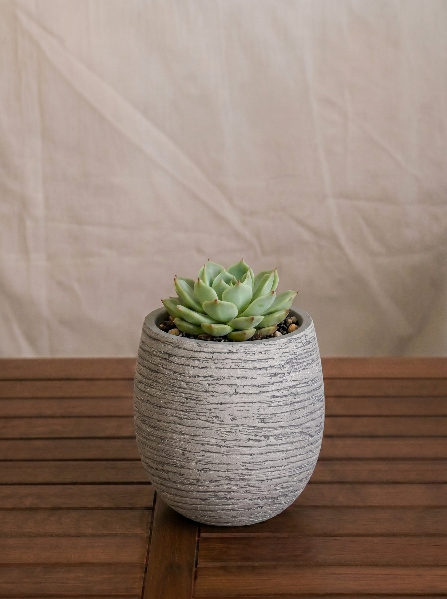 Ruvido Mini Balloon Planter | Sphere, 8 cm - Acacia Garden Center
