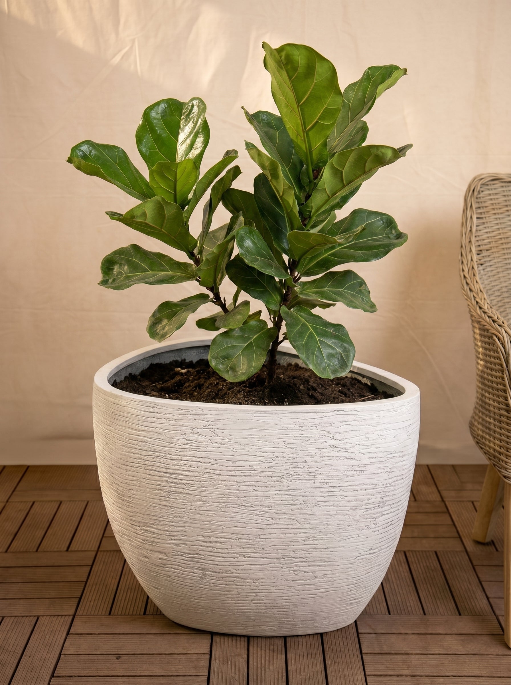 Ruvido Organic Planter | Sand, Irregular Form, Dia. 50–70 cm - Acacia Garden Center