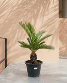 Sago Palm (Cycas revoluta) | 60–70 cm - Acacia Garden Center