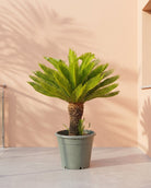 Sago Palm (Cycas revoluta) | 80–100 cm - Acacia Garden Center