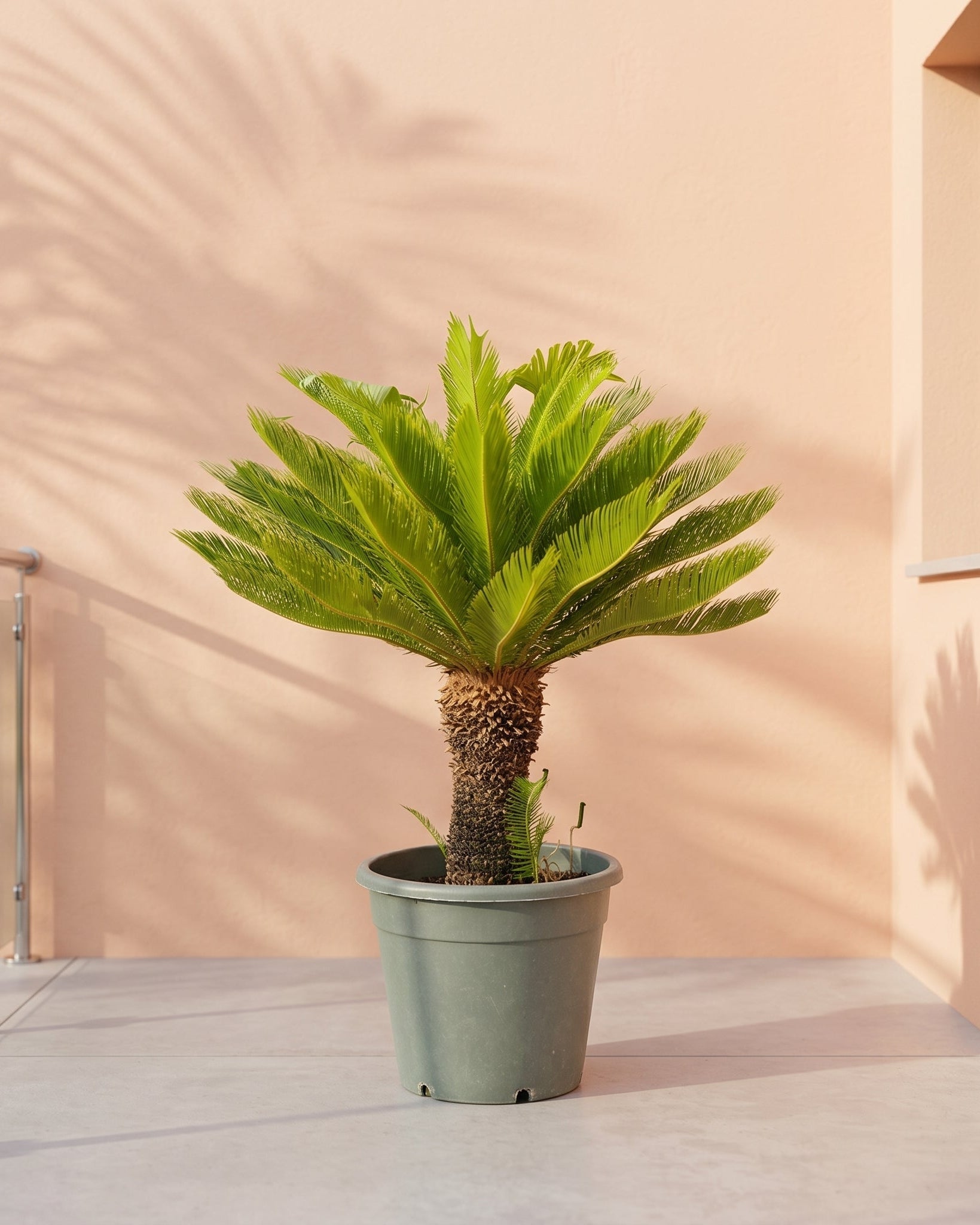 Sago Palm (Cycas revoluta) | 80–100 cm - Acacia Garden Center