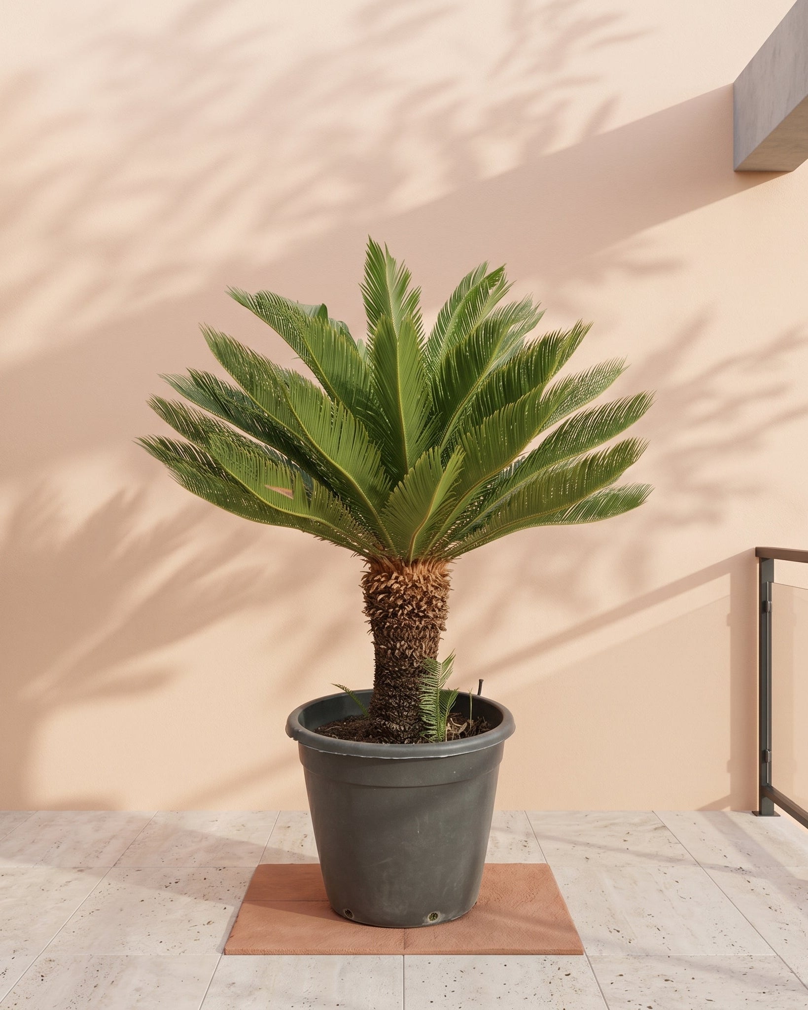 Sago Palm (Cycas revoluta) | 80–100 cm - Acacia Garden Center