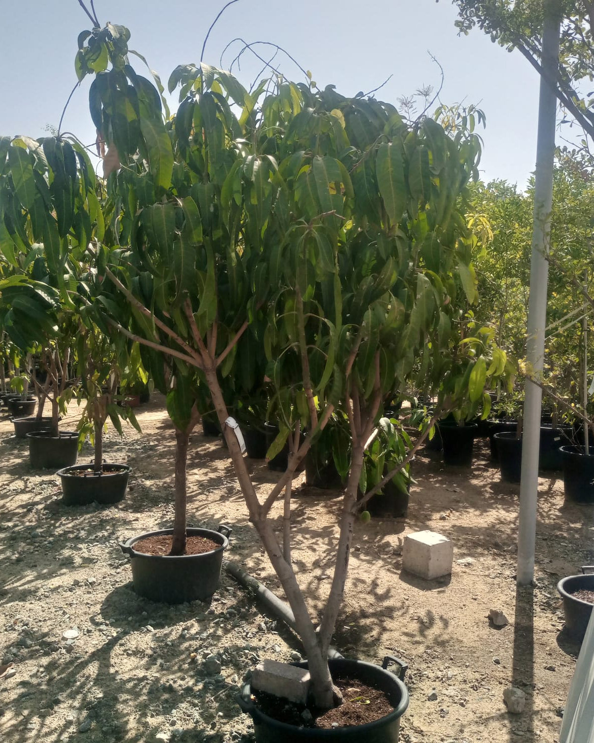 Sapodilla (Manilkara zapota) | 1.0–1.2 m - Acacia Garden Center