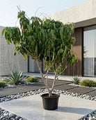 Sapodilla (Manilkara zapota) | 1.0–1.2 m - Acacia Garden Center